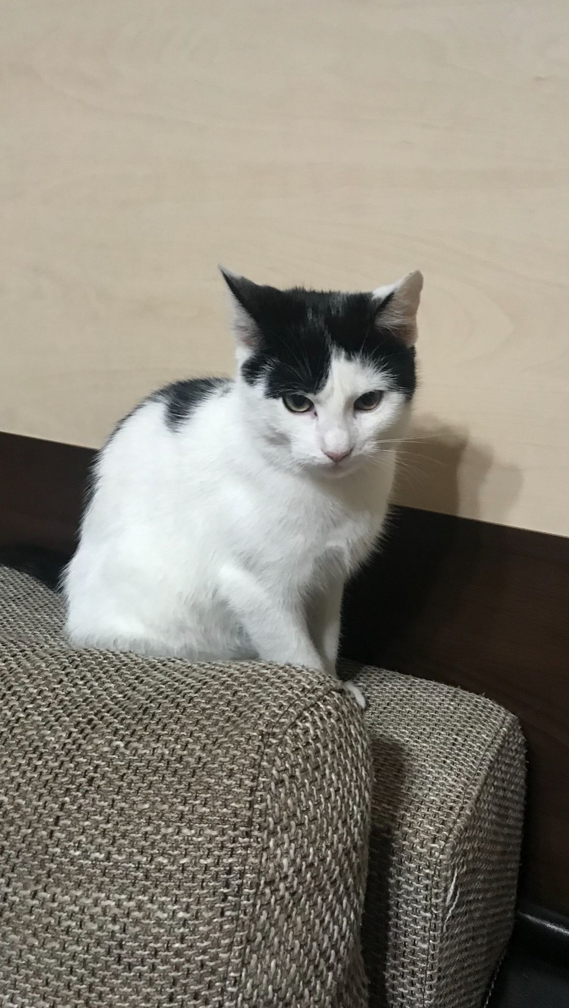 Imagine suplimentară